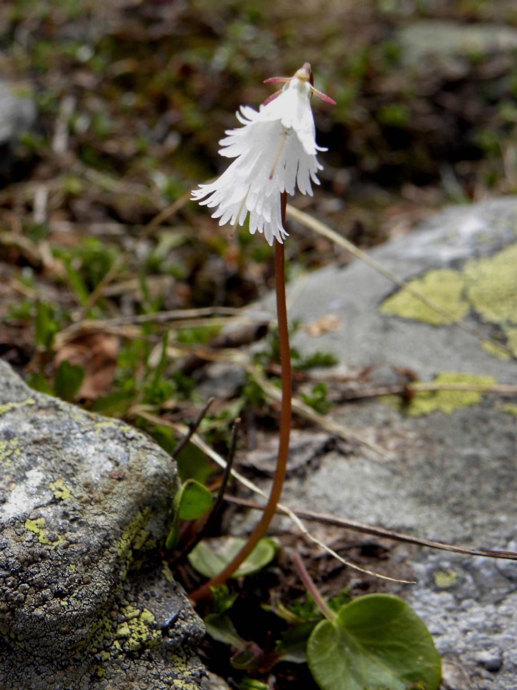 quale Soldanella? Soldanella alpina